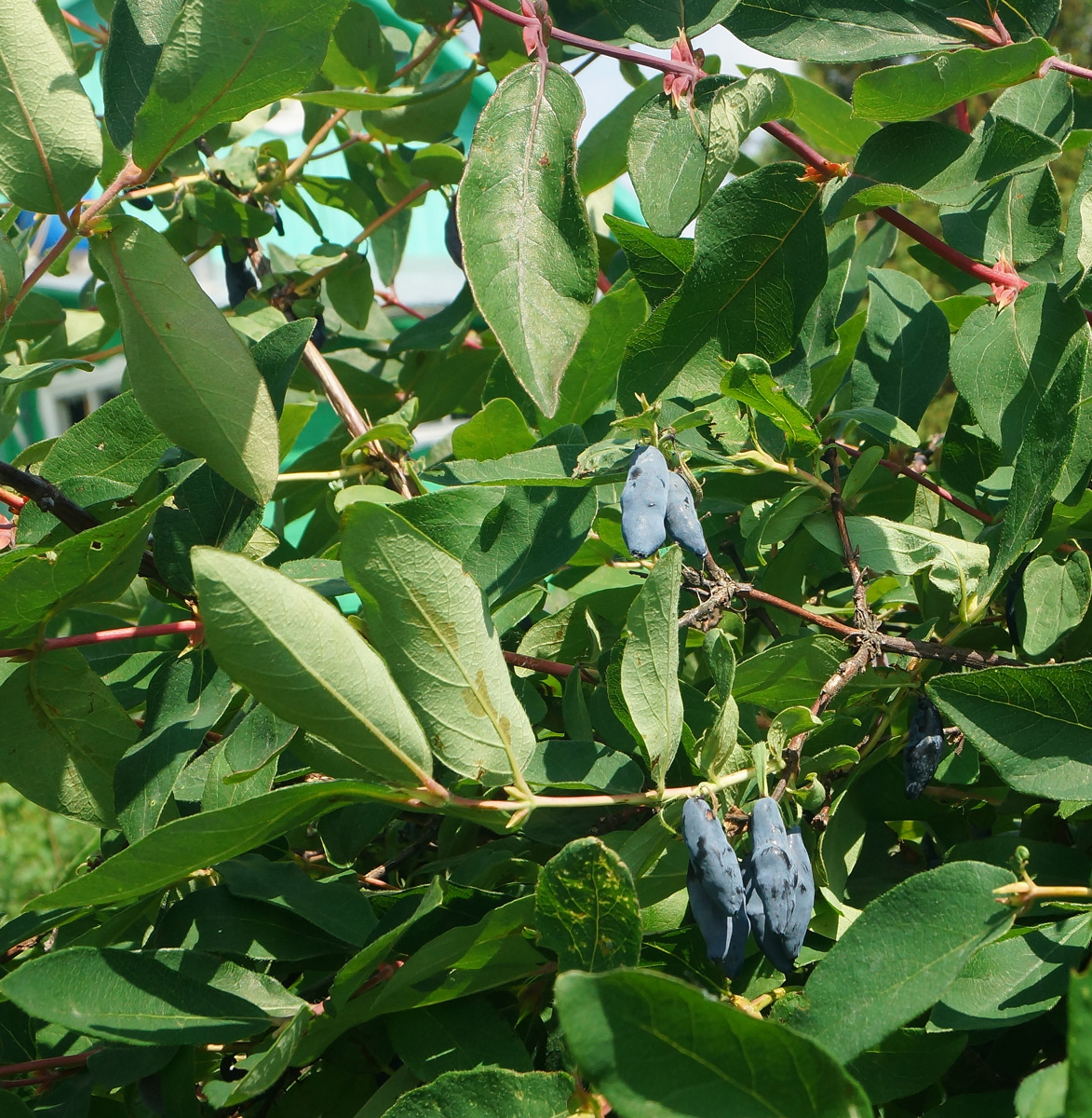 Image of Lonicera edulis specimen.