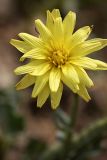 genus Scorzonera. Соцветие. Южный Казахстан, горы Каракус. 12.05.2010.