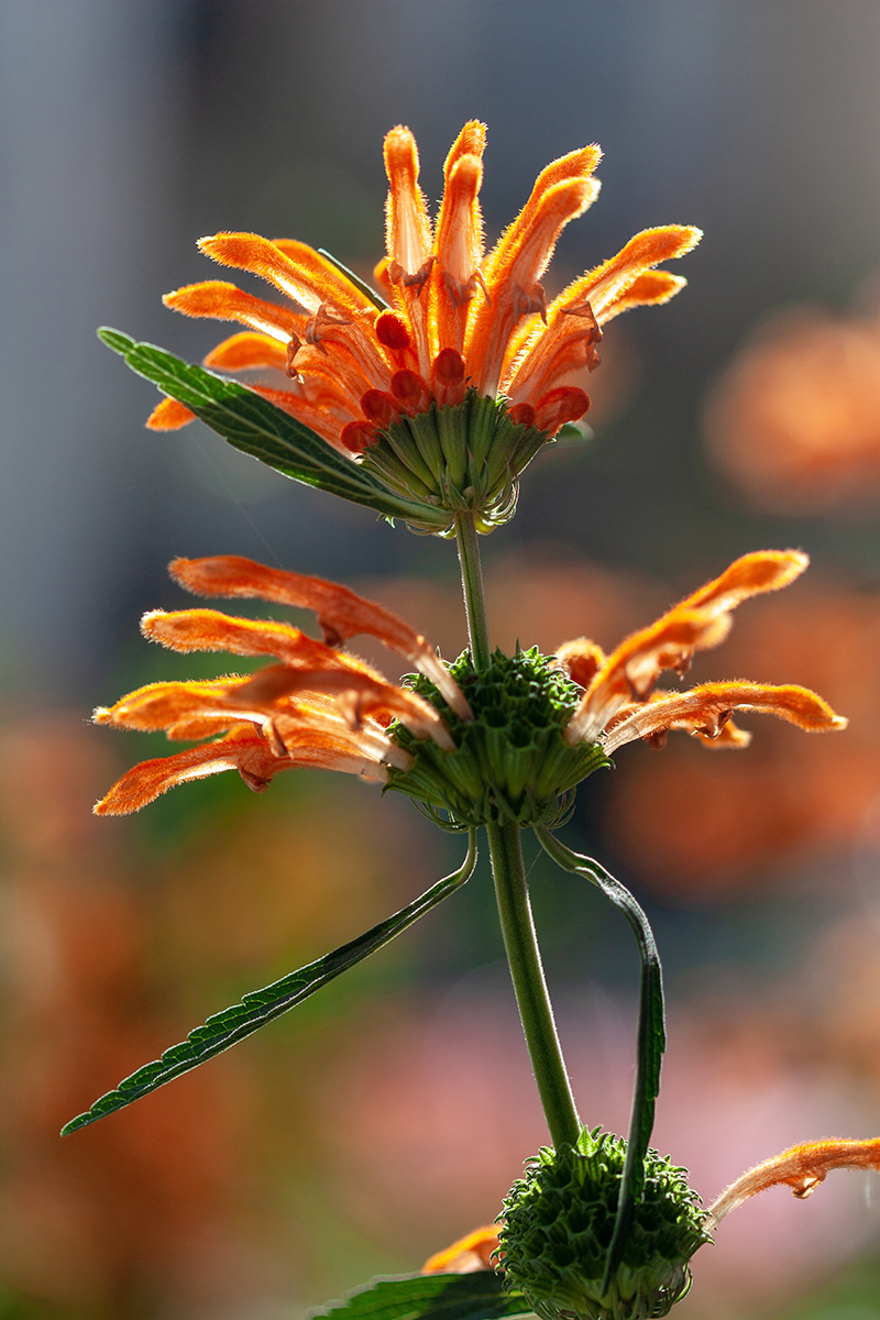 Image of Leonotis nepetifolia specimen.