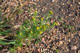 Matricaria discoidea