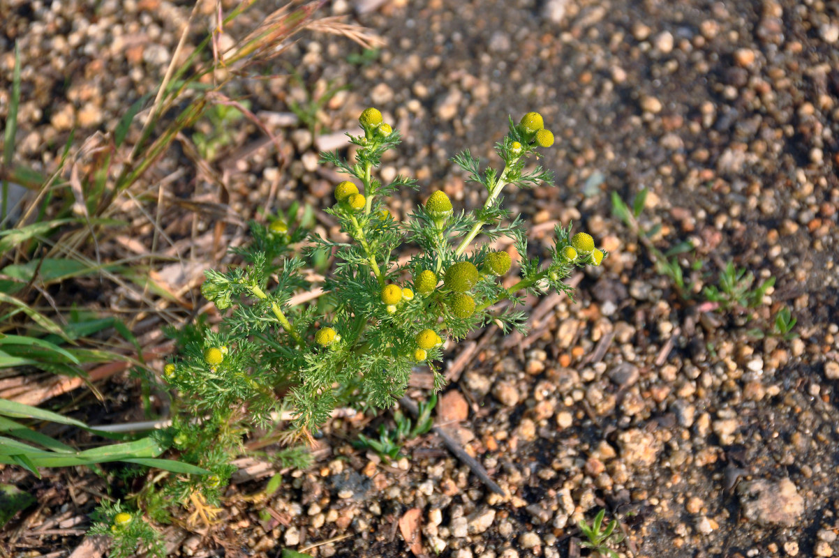 Image of Matricaria discoidea specimen.