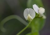 Lathyrus aphaca