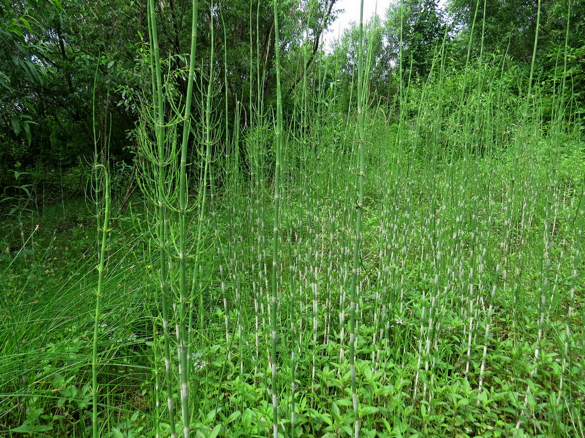 Изображение особи Equisetum fluviatile.