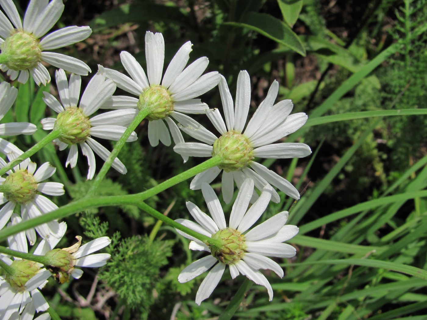 Image of Pyrethrum corymbosum specimen.