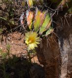 Astrophytum ornatum