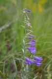 Campanula rapunculoides. Соцветие. Республика Северная Осетия-Алания, Ирафский р-н, Большой Кавказ, Гуларский хр., правый склон ущелья р. Гулардон в р-не ведущей на перевал Гуларвцек старой геологической дороги, ≈ 2400 м н.у.м., каменистый склон. 07.07.2021.