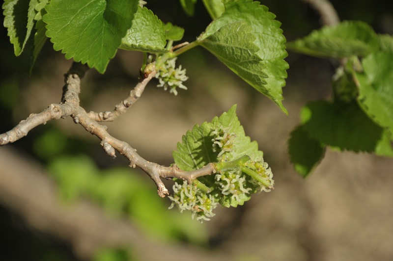 Изображение особи Morus alba.