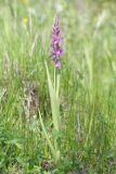 Anacamptis laxiflora подвид elegans. Цветущее растение (высота — 39 см, длина соцветия — 14 см). Волгоградская обл., Серафимовичский р-н, Трясиновское с/п, окр. хут. Себряков, природный парк \"Усть-Медведицкий\", пойма р. Медведица, заболоченное понижение. 26 мая 2021 г.