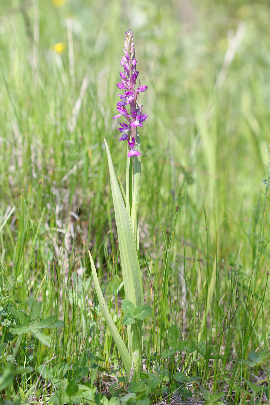 Image of Anacamptis laxiflora ssp. elegans specimen.