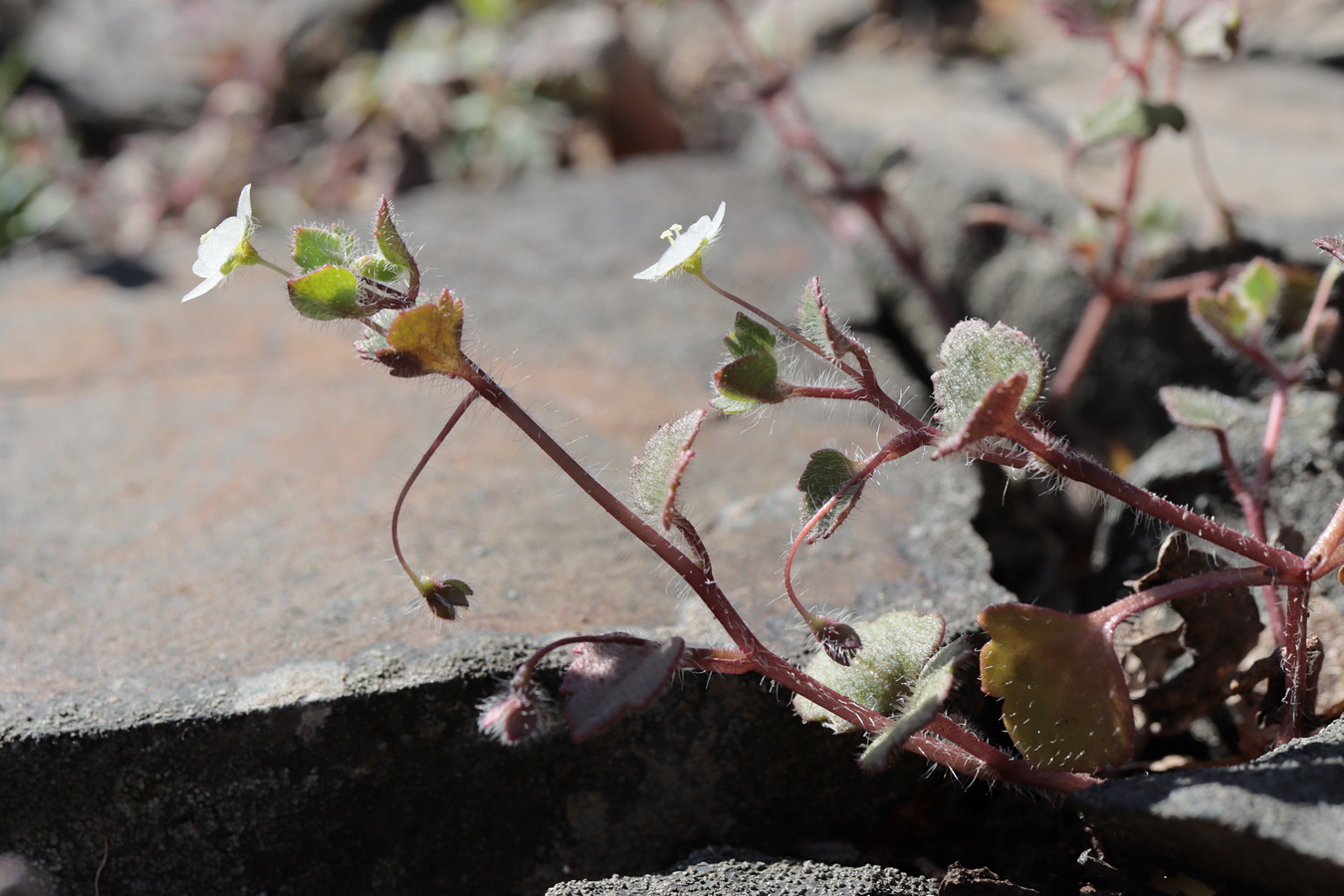 Image of Veronica cymbalaria specimen.