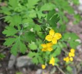 Chelidonium majus. Верхушка растения с цветком и завязями. Республика Алтай, Улаганский р-н, склон правого борта долины р. Чульча, выше ручья Артышту. 7 августа 2020 г.