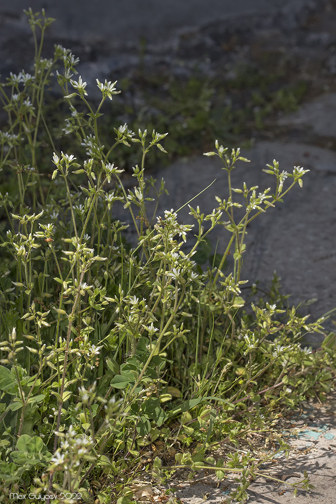 Image of Cerastium glomeratum specimen.