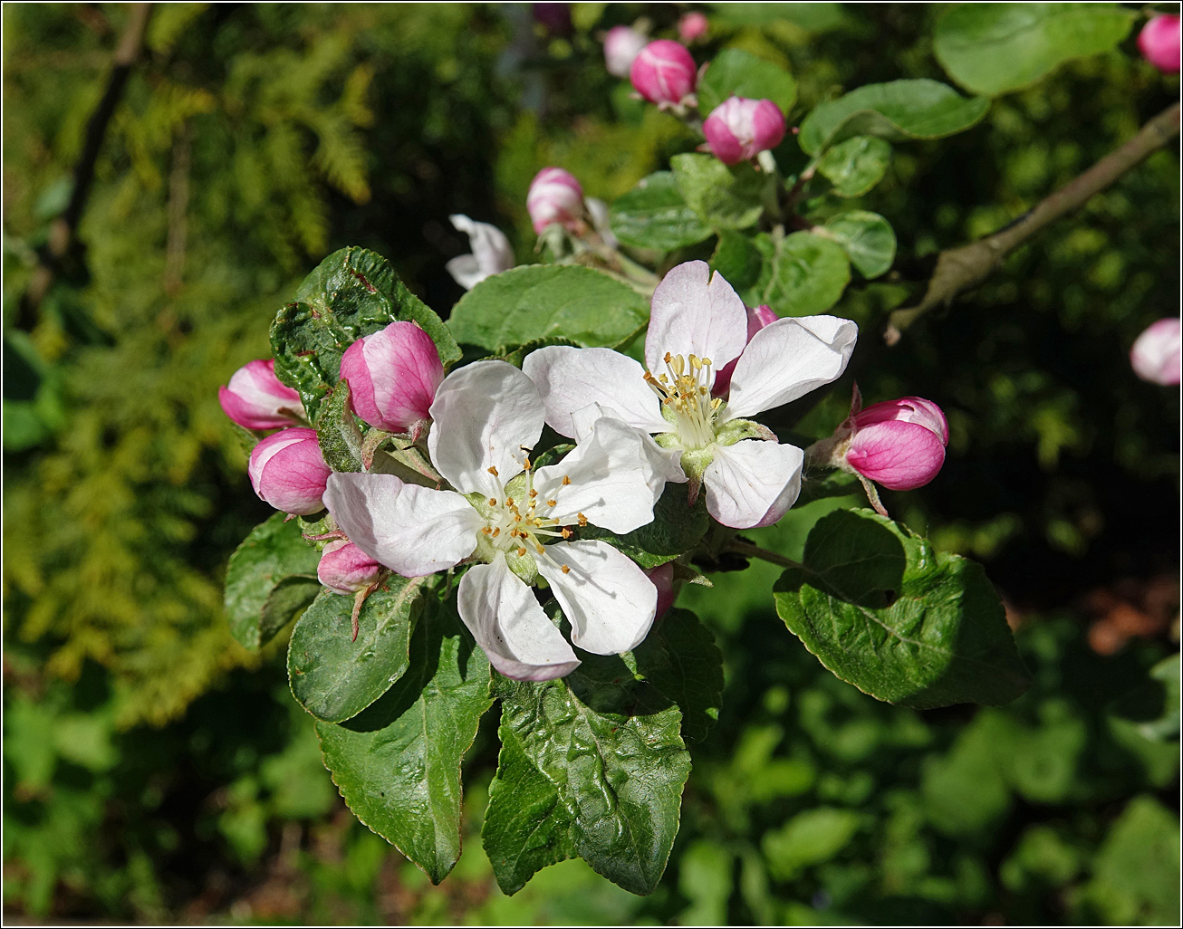 Изображение особи Malus domestica.