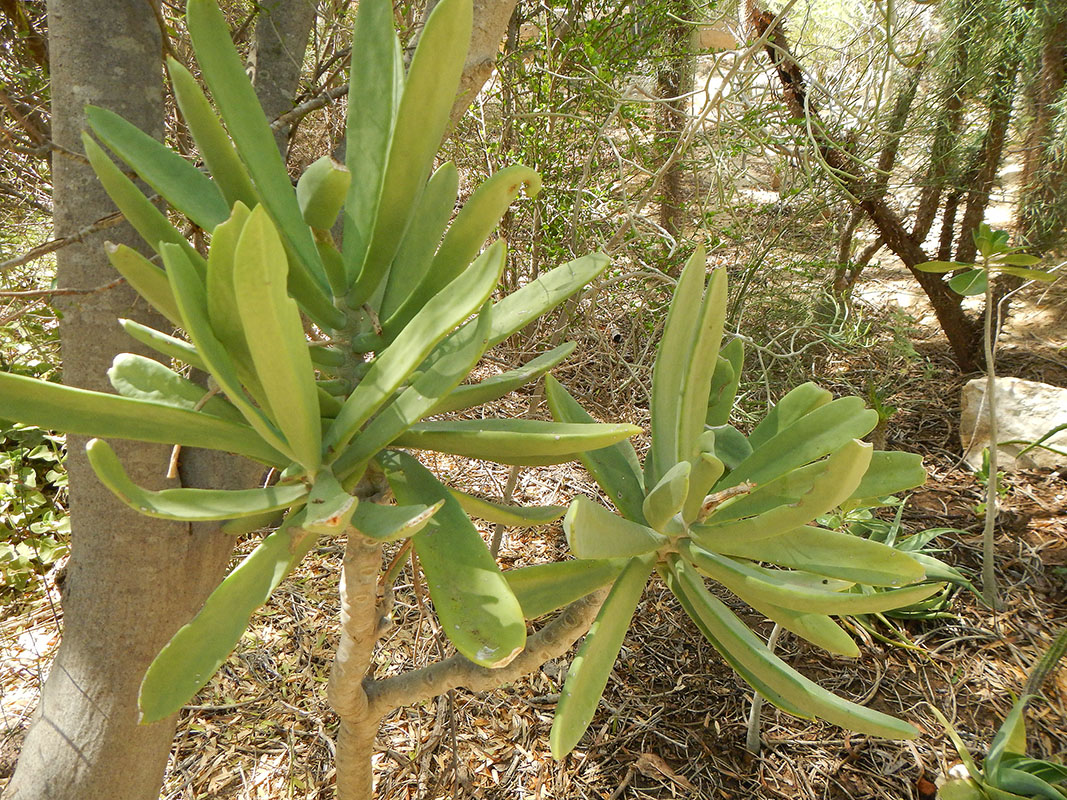 Image of Kalanchoe grandidieri specimen.