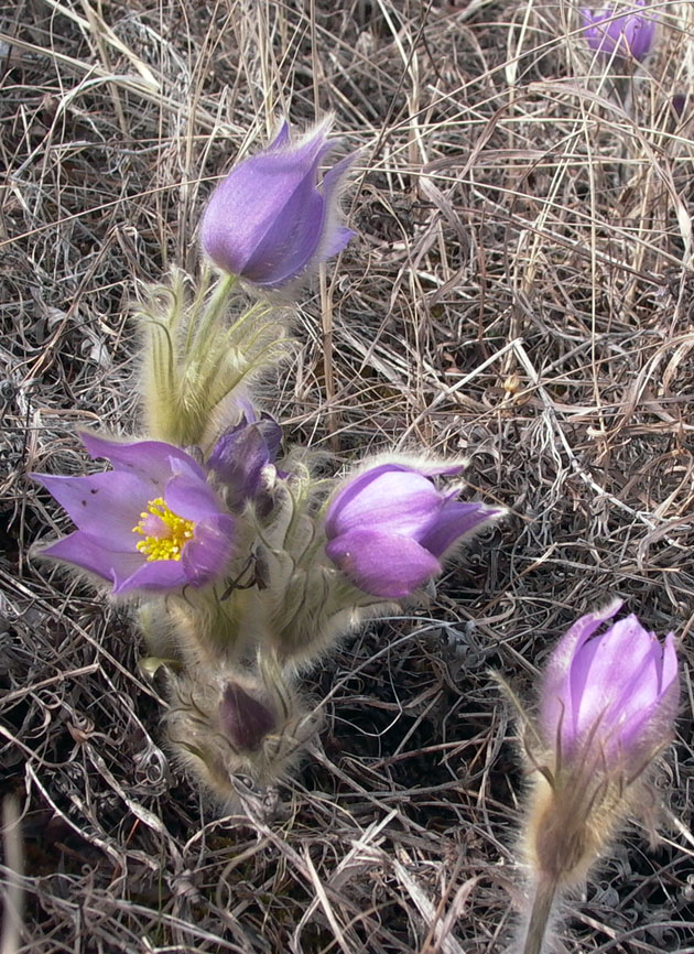 Image of Pulsatilla multifida specimen.