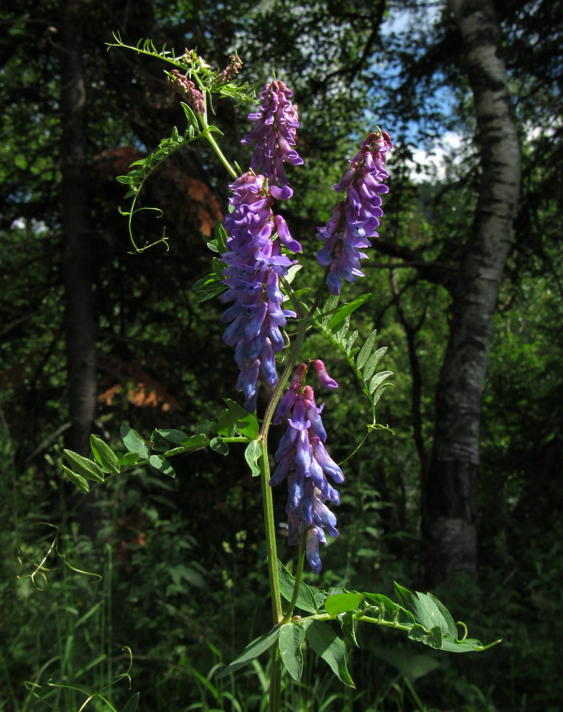 Image of Vicia lilacina specimen.