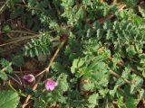 род Erodium