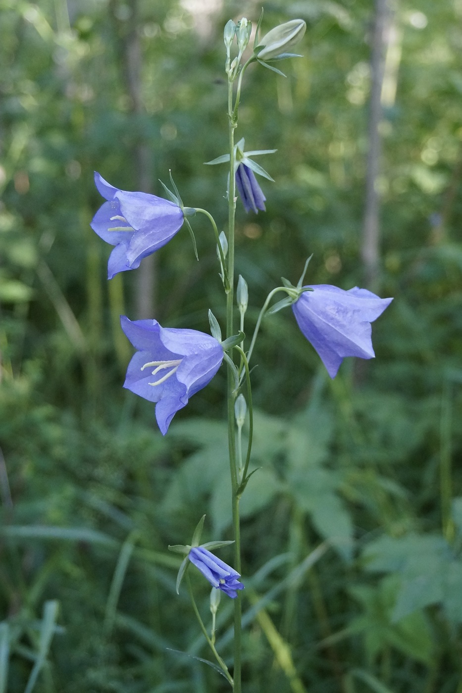 Image of Campanula persicifolia specimen.