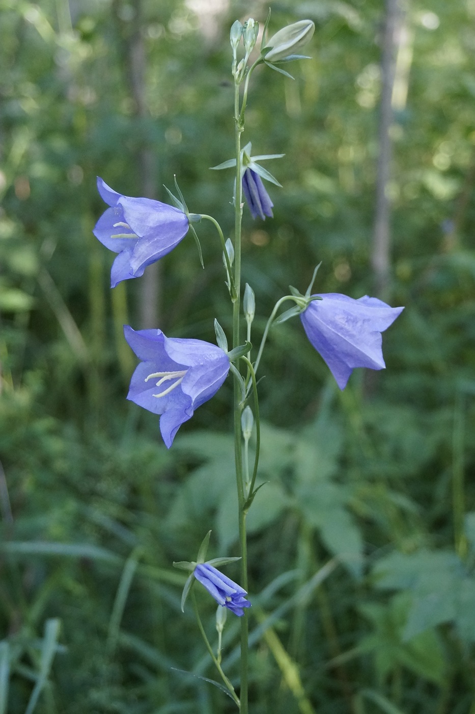 Изображение особи Campanula persicifolia.