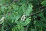 Quercus pubescens. Листья и формирующиеся жёлуди. Краснодарский край, м/о г. Новороссийск, ур. Широкая Балка, дубово-можжевеловый лес на кромке приморского обрыва. 23.07.2022.