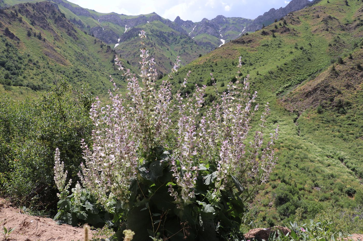 Image of Salvia sclarea specimen.