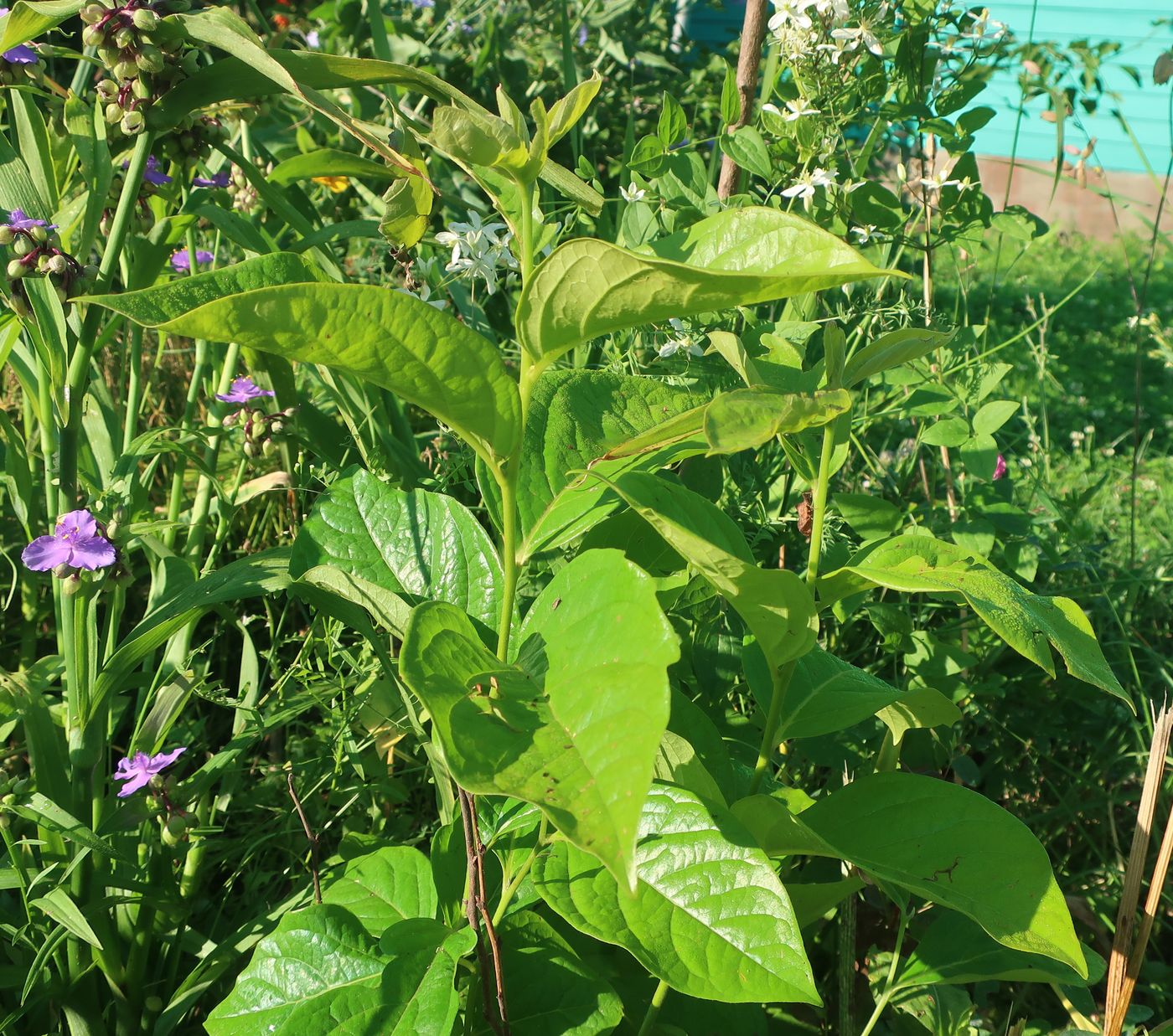 Изображение особи Diospyros kaki.
