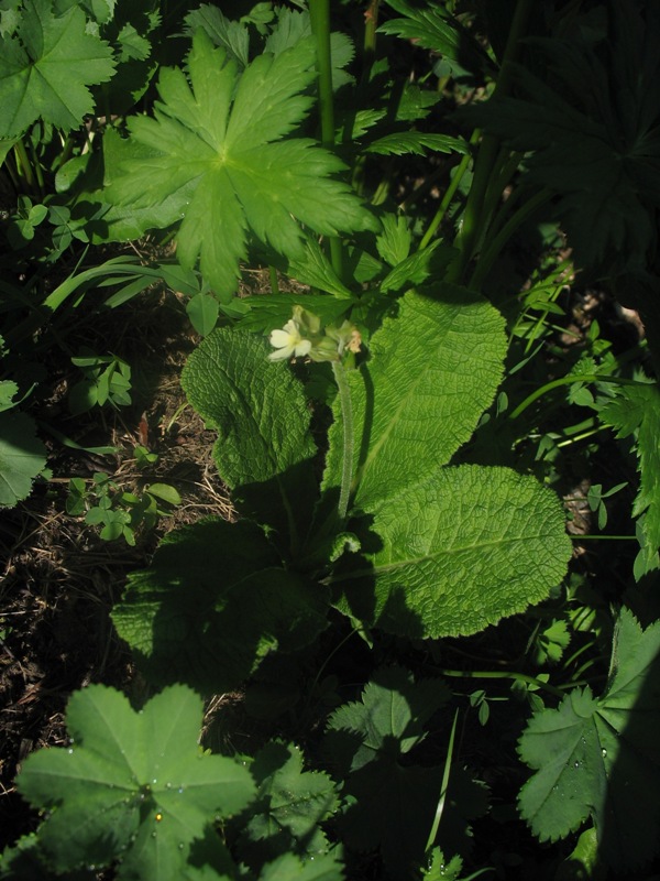 Image of Primula ruprechtii specimen.