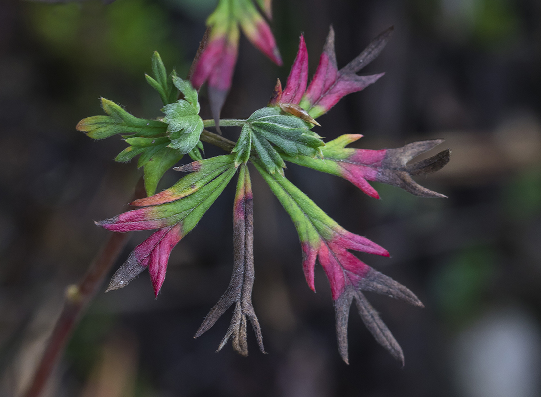 Изображение особи Potentilla argentea.