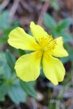 Helianthemum grandiflorum. Цветок. Крым, окр. с. Запрудное, сосновый лес близ оз. Бирюзовое. 14.07.2021.