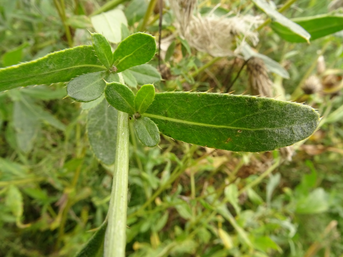 Image of Cirsium setosum specimen.