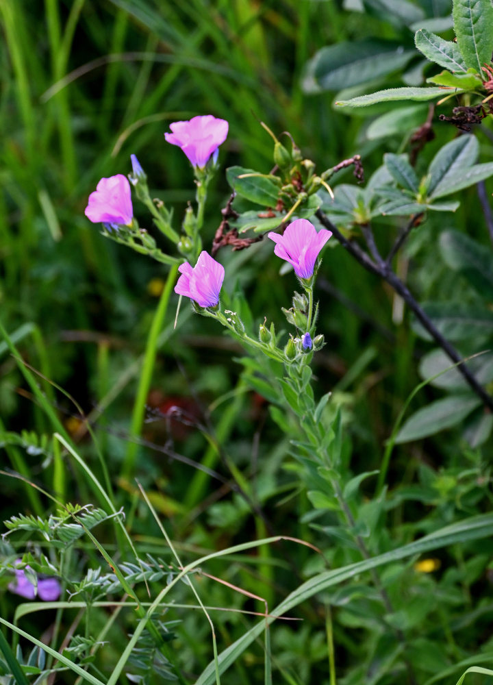 Изображение особи Linum hypericifolium.