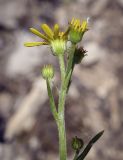 Tephroseris integrifolia. Соцветия-корзинки. Пермский край, Кунгурский р-н, правый берег р. Сылва, ур. Камень Ермак, берёзово-сосновый лес, щебнистый крутой склон. 04.06.2022.