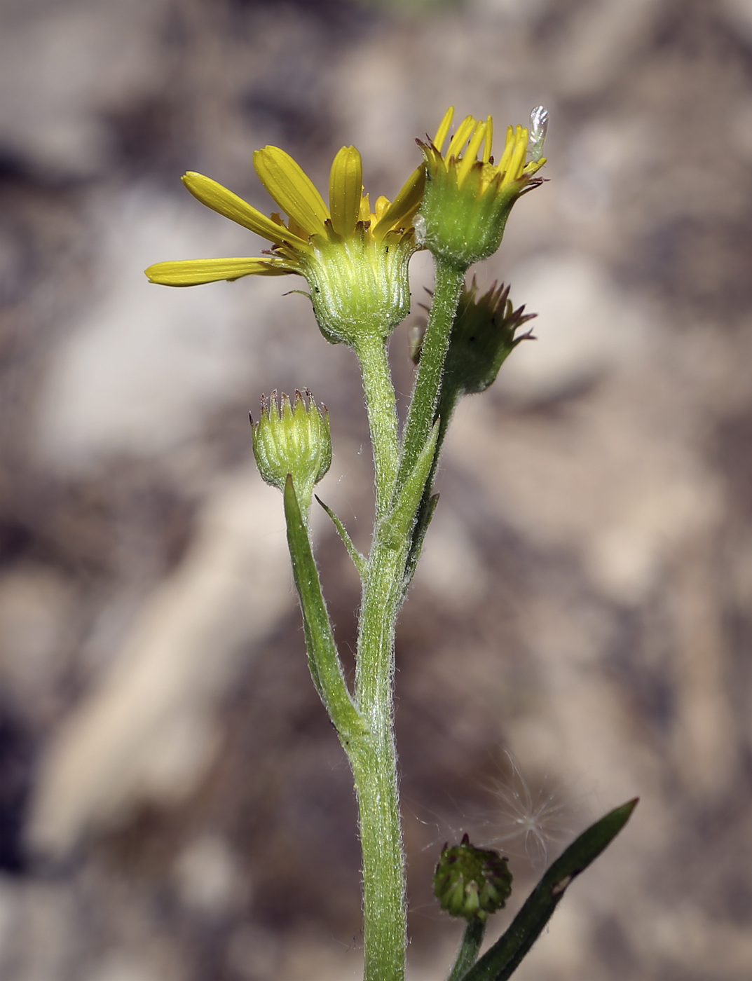 Изображение особи Tephroseris integrifolia.