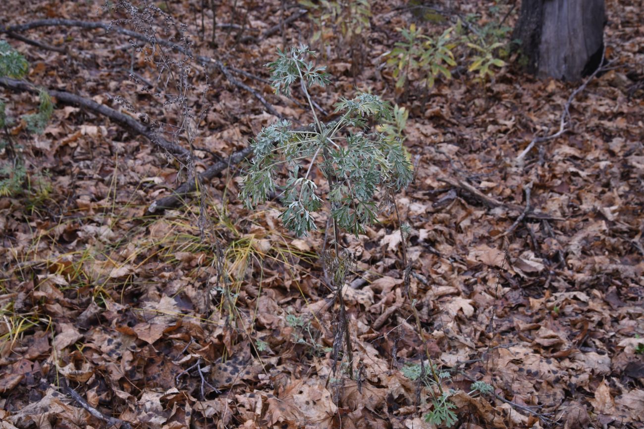 Изображение особи Artemisia absinthium.