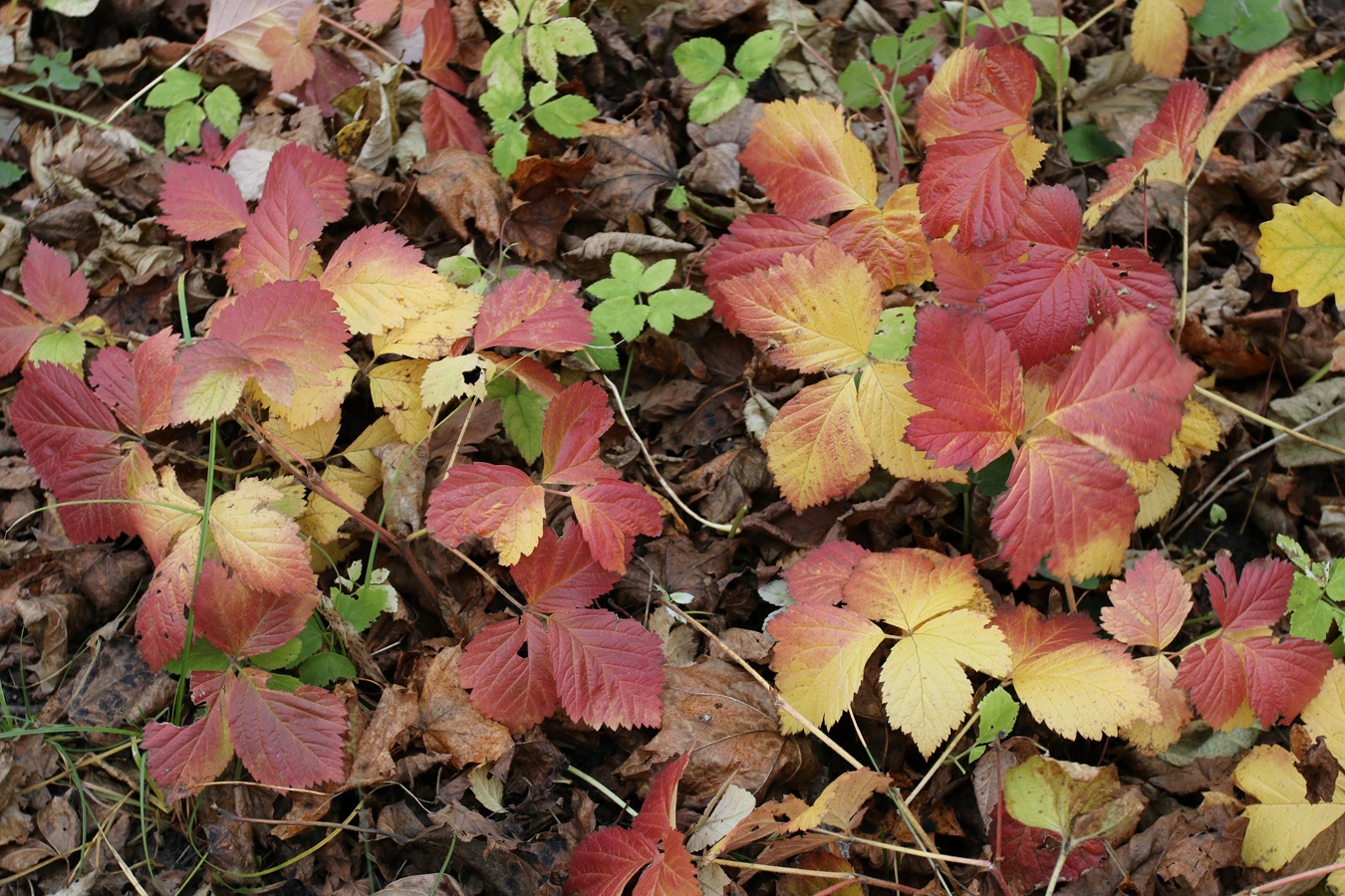 Изображение особи Rubus saxatilis.