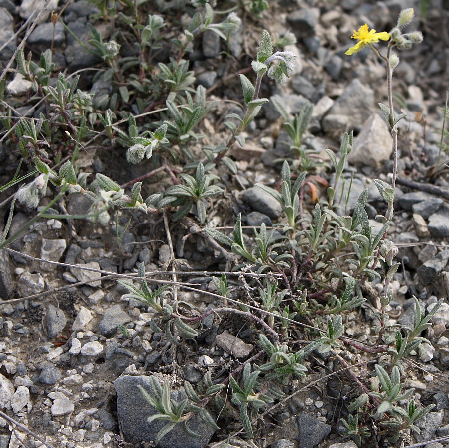 Изображение особи Helianthemum stevenii.