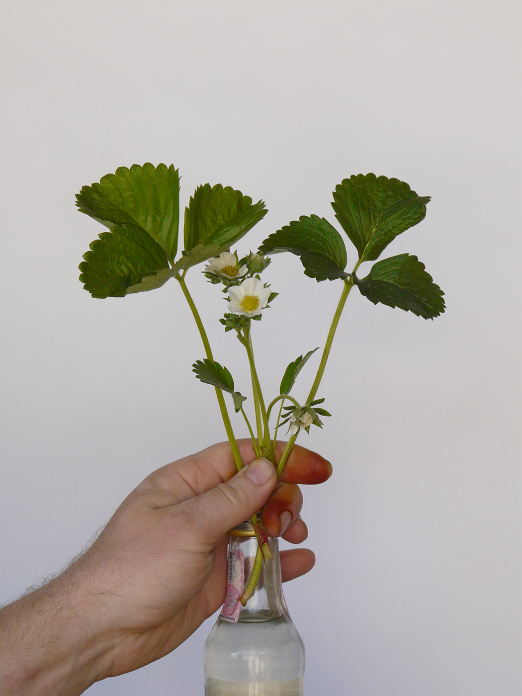 Image of Fragaria &times; ananassa specimen.