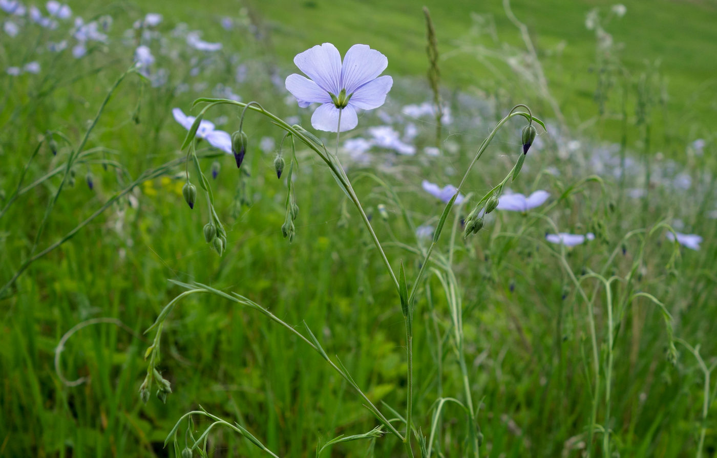 Image of Linum perenne specimen.