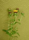 Inula aspera