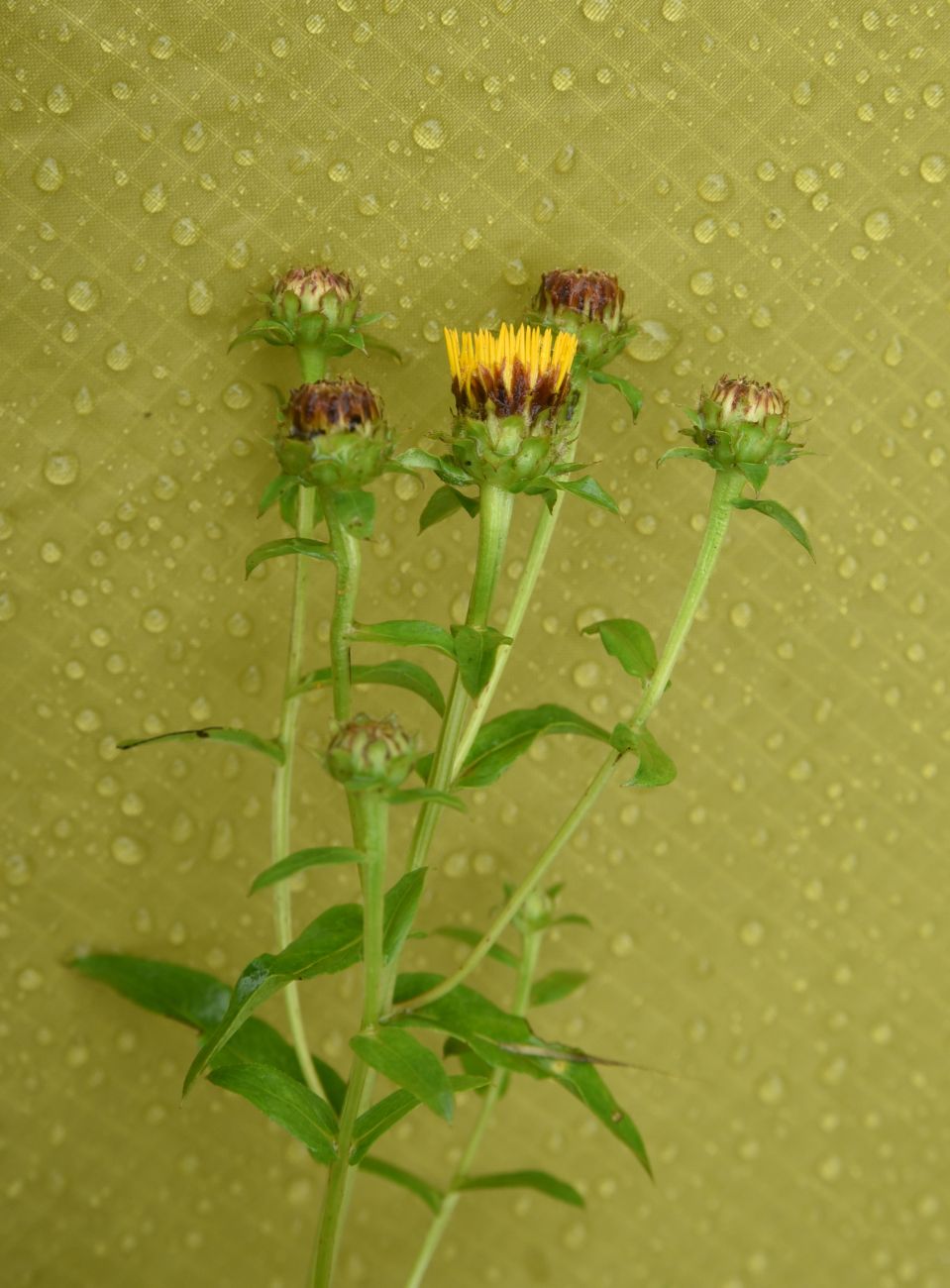 Image of Inula aspera specimen.