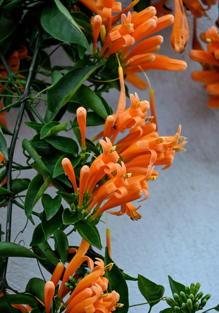 Image of Pyrostegia venusta specimen.