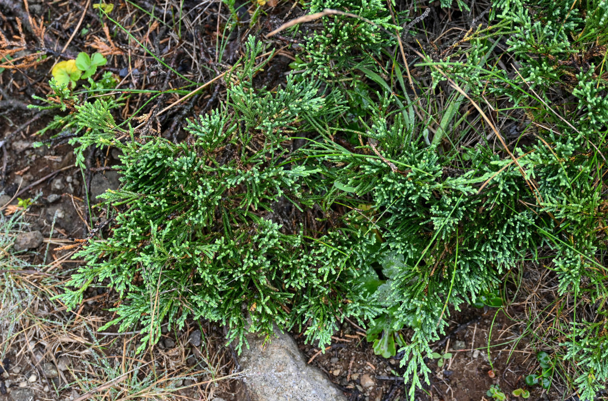 Image of Juniperus sargentii specimen.