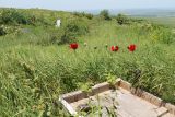 Papaver bracteatum
