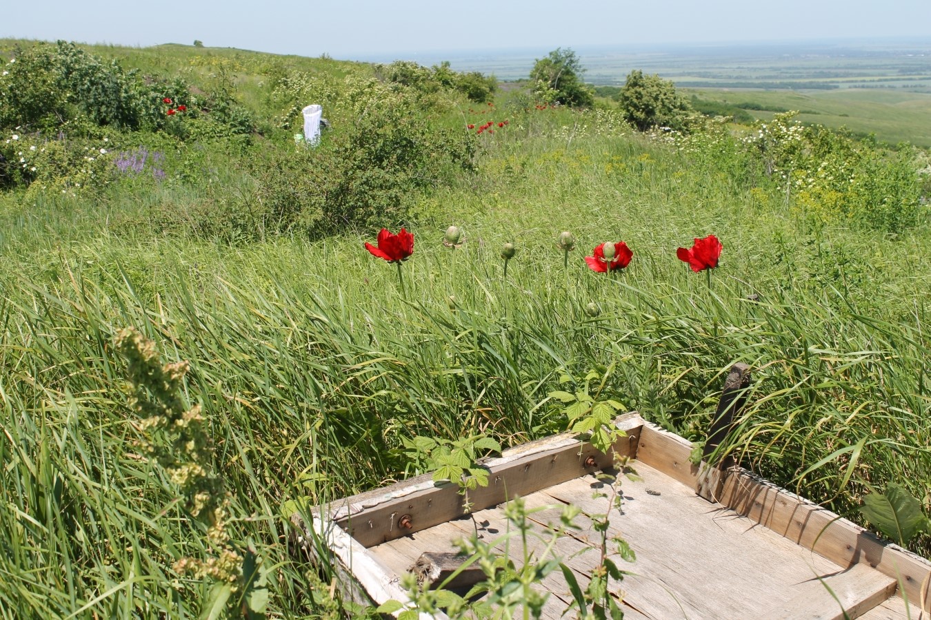 Изображение особи Papaver bracteatum.