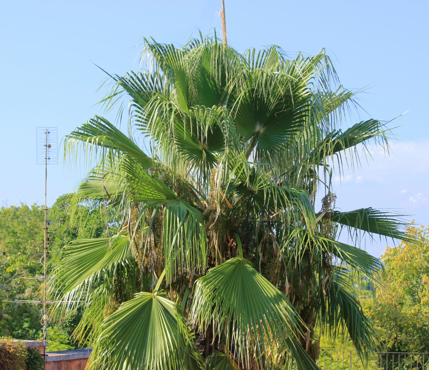 Изображение особи Washingtonia robusta.