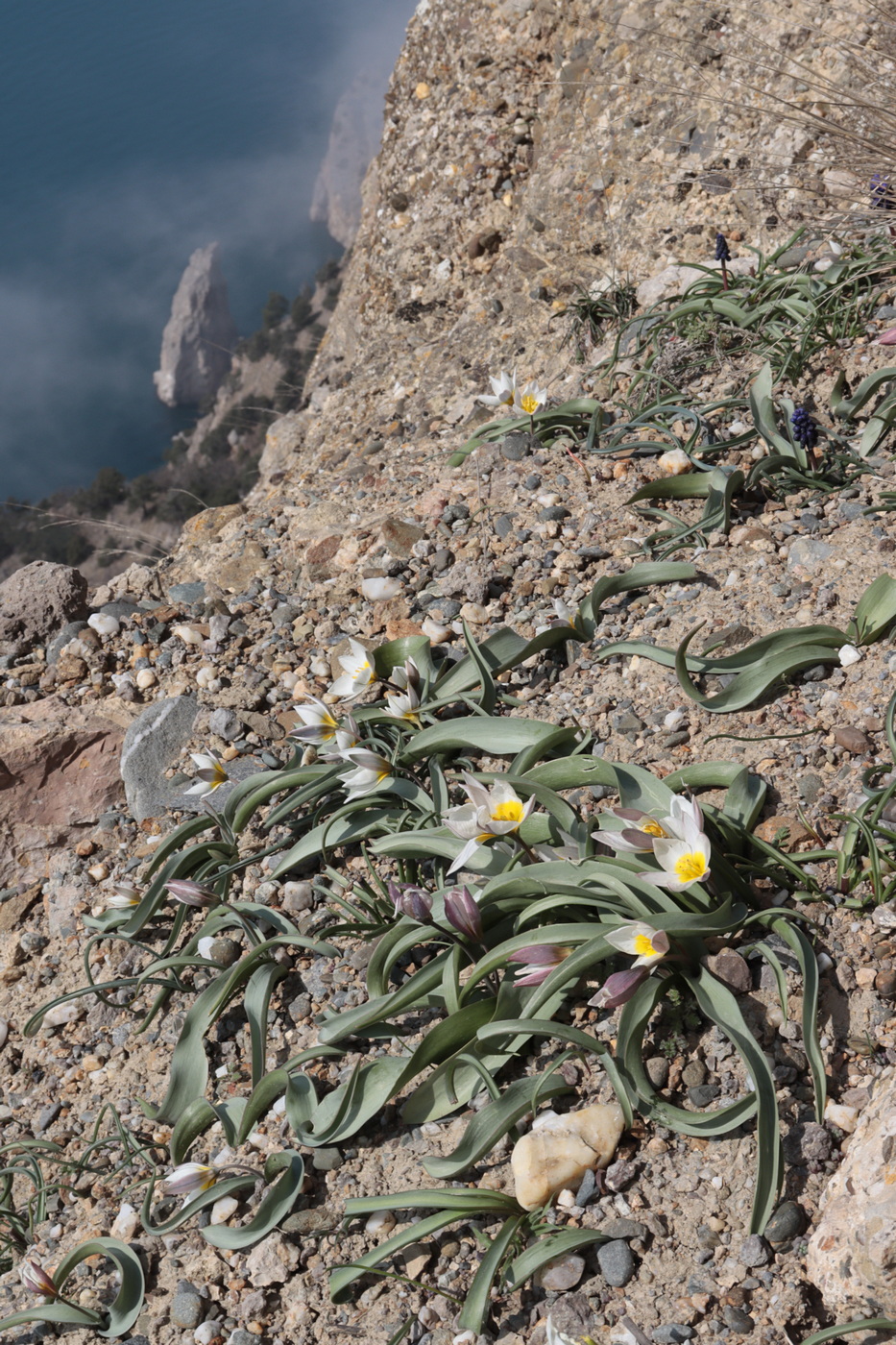 Image of Tulipa biflora specimen.