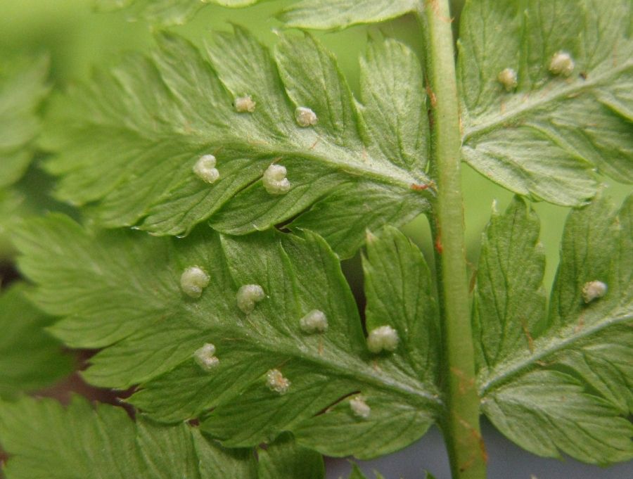 Image of Dryopteris expansa specimen.