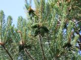 род Pinus