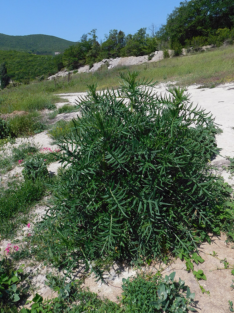 Image of Cirsium serrulatum specimen.