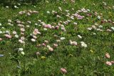 Bellis perennis